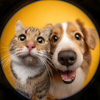 Los Sonidos Tranquilos Alivian La Tensión - Doblar & Música para dormir para mascotas & Música de mascotas relajante