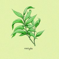 eucalyptus - Smuv