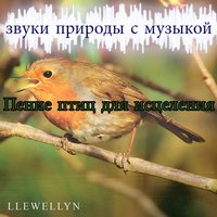 Пение птиц для исцеления: звуки природы - Llewellyn