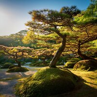 Ritmos Suaves Para La Comodidad - Naturaleza serena y armoniosa & Relajantes sonidos de lluvia & Biblioteca sonora de paz