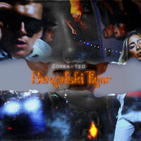 Bengalski tigar - Corba & Teodora