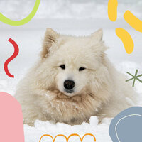 Spacious Ambience for Calming Pups - Dog Separation Anxiety Music