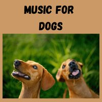 Music for Pets - Music for Dogs & Music for Dogs Peace & Relaxing Puppy Music & Calm Pets Music Academy