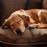 Patas Calmas Abajo - Chill-Hop Hip-Hop suave & Musica-para-Relajar-Perros & Música tranquila para perros