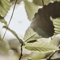 Gabelich - Nick Mosh & Lownas