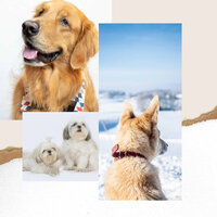 Bubbly (The Happiest Dogs) - Calming Music for Dogs