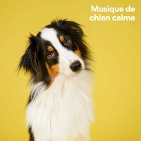 Petites pattes - Musique pour Chiens