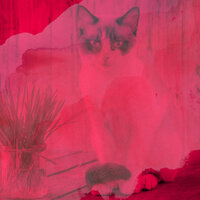 Inspired Music for Cute Kitten - Cat Music Experience