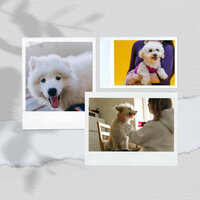 Ambience (Fun Puppies) - Calming Music for Dogs