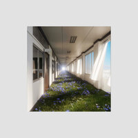 Mist and Roots - Bonsai Echoes