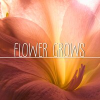 Flower grows - Filos & Pino Riccio & DJ Freccia & Kosmos
