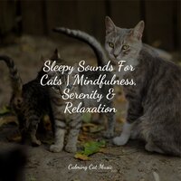 Seaside Air - Music For Cats & Cat Music Experience & Cats Music Zone