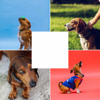 Pleasant (Comfy Dogs) - Music for Dogs Radio