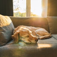 Tiempo De Comodidad Del Hip Hop - Domingo por la tarde & Calma para criaturas pacíficas & Sueño sonoro para criaturas