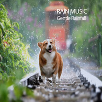 Bird In the Rain - Music For Pets & Soft Music & Study Music Experience