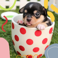 Terrific Moods for Calm Hounds - Dog Separation Anxiety Music