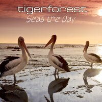 Fields of Summer - Tigerforest