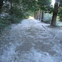 Тополь, тополёчек - Виктория Утехина