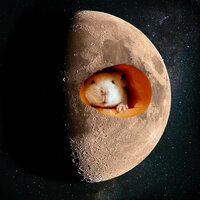 Walking Limp - Gabro