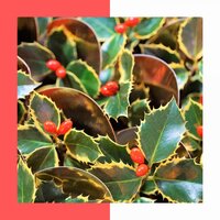 I'm Sending a Letter to Santa Claus - Vera Lynn