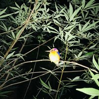 Let Me Go - Kwaku Bota & Dema