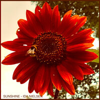 Sunshine - Ida Nielsen