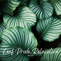 Mother Nature - Nature Vibrations & Nature Recordings & Nature on Record