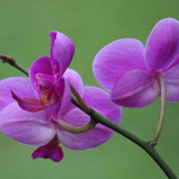 我爱你深过海洋 - 倪尔萍