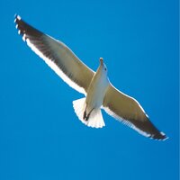 Modulation - Peter Bento & Walt Sandis