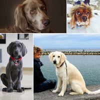 Bubbly (Music) - Dog Music Hour