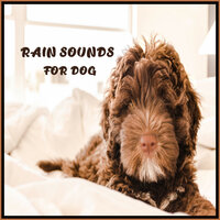 Nature Sounds Rain for Dogs - Relaxing Music for Dogs & Sounds for Relax the Dog & Dog Music