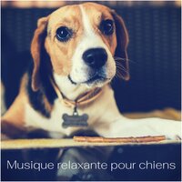 When the Sun Is Out - Musique pour Chiens & Musique Relaxante pour Chiens & Musique Zen!
