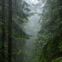 Звуки Дождя Звуки Леса Звуки Природы Звуки Моря (Звуки Природы Для Сна) 3 - Andrey Filippov & Звуки сна Окружающие Шумы