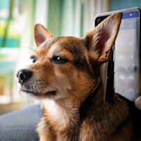 Smooth Companion Tones - Sleepy Lofi Beats & Pets Music Academy & Pet Tunes