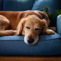 Ritmos Suaves De Perros Tranquilos - Chill-hop suave & Relajación del Perro & Sonidos Perros Amor