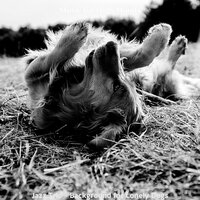 Understated Ambience for Sleeping Dogs - Music for Dogs Moods