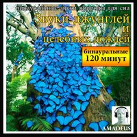 Болото после летнего шторма - Amadeus