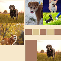 Chilled (Dog Calming) - Dog Music Hour