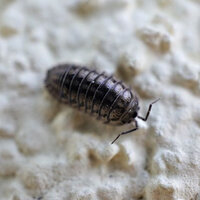 Lebenswerk - DerRalle