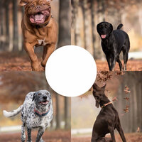 Ambience (Doggy Meal Time) - Music for Dogs Radio