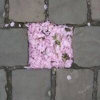 Kit Kat - Alladin Farajah