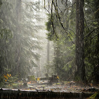 Успокаивающие Звуки Дождя И Леса - Andrey Filippov & Звуки сна Окружающие Шумы