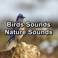 Calm Birdsong Sound - Yoga Music & Nature And Bird Sounds & Nature Bird Sounds