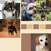 Background for Dog Calming - Dog Music Hour