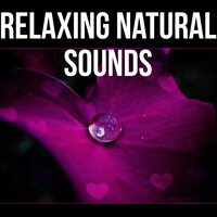 Calm Music for Sleep - Lovely Nature Music Zone