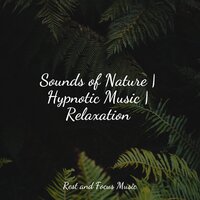 Morning Melodies - Spa Music Collective & Chillout Lounge & Sleep Songs 101