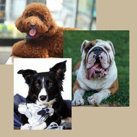 Peaceful (Cozy Dogs) - Calming Music for Dogs