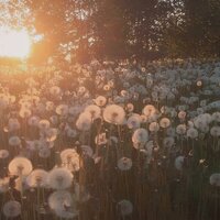 цветы - последний июнь