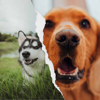 Festive Sleeping Dog - Música Relajante para Perros