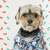 Phenomenal Moods for Chill Dogs - Dog Music Hour